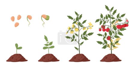 Ilustración de Etapas de crecimiento de plantas de tomate. Brote de tomate de dibujos animados, arbusto y fruta de tomate. Sistema de ilustración de vectores planos de fase de cultivo de plantas agrícolas - Imagen libre de derechos
