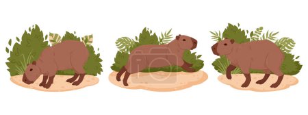 Téléchargez les illustrations : Ensemble de vecteurs Capybara. Cartoon wild herbivore mammals in natural habitat. Capybaras semi-aquatiques collection d'illustrations vectorielles plates - en licence libre de droit