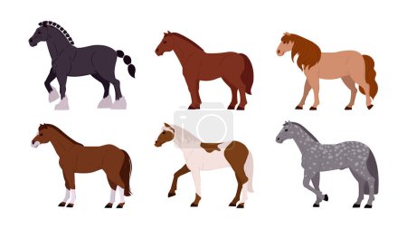 Caballos elegantes. Dibujos animados pura sangre animales, rancho o caballos de granja conjunto de ilustración vector plano. Caballos en posturas tranquilas