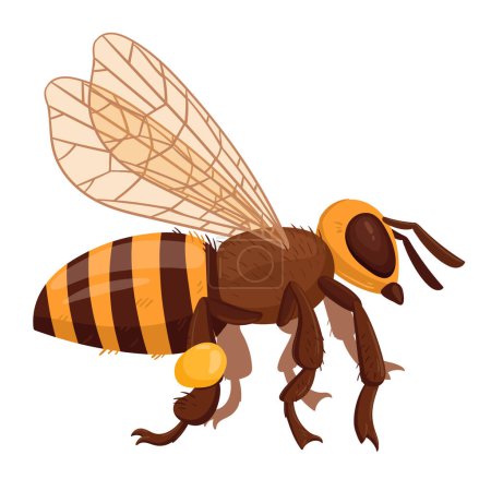 Illustration for Cartoon flying bee. Honey bee insect, winged cute bumblebee. Striped insect flat vector illustration on white background - Royalty Free Image