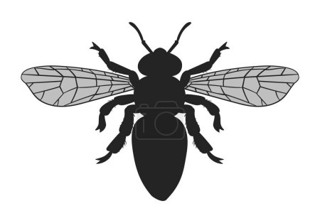 Ilustración de Silueta de abeja. Abeja de la miel de dibujos animados insecto volador, vista superior de abejorro rayado. Abeja de miel alada vector plano ilustración - Imagen libre de derechos