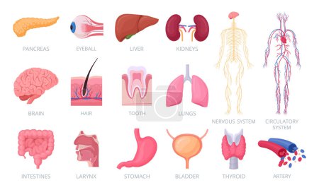 Ilustración de Los órganos humanos. Anatomía humana interna y externa, cerebro, corazón, hígado, ojo, piel y sistema sanguíneo conjunto de ilustración vectorial plana. Recogida de órganos corporales - Imagen libre de derechos