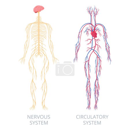 Illustration for Nervous and circulatory systems. Human body anatomy, nervous and cardiovascular systems. Anatomical educational scheme flat vector infographic illustration - Royalty Free Image