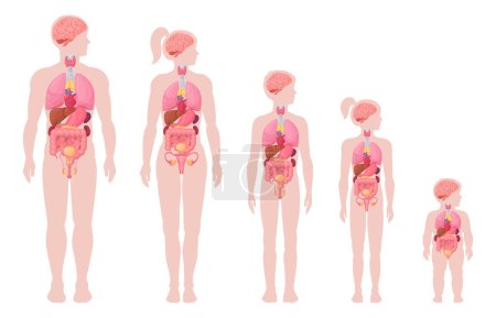 Illustration for Human body infographic. Cartoon man, woman, boy and newborn baby with anatomy internal organs, brain, heart and lungs location in body flat vector illustration set. Internal organs scheme - Royalty Free Image