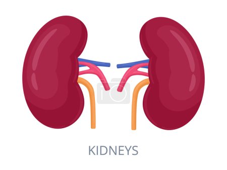 Illustration for Cartoon kidneys. Internal human organs, urinary system doubles organ flat vector illustration. Internal anatomy scheme - Royalty Free Image