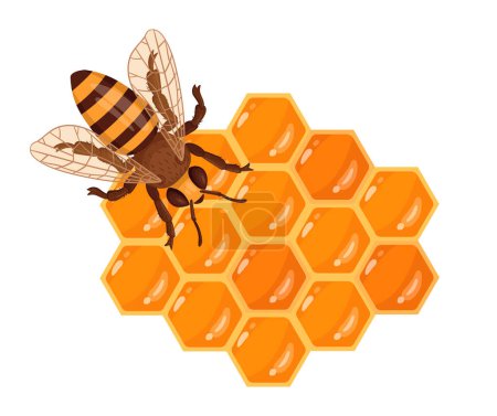 Téléchargez les illustrations : Abeille assise en nid d'abeille. Bande dessinée en nid d'abeille avec miel fondant sucré, miel et apiculture. Jolie abeille au miel illustration vectorielle plate - en licence libre de droit