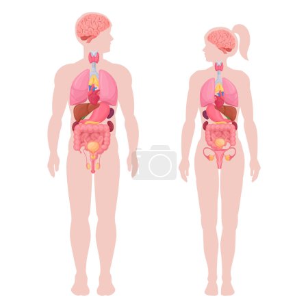 Illustration for Human body infographic. Cartoon man and woman anatomy internal organs, lungs, brain and heart location in body flat vector illustration set - Royalty Free Image