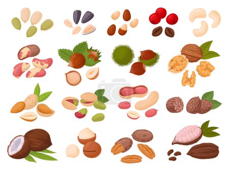 Illustration for Nuts and seeds. Cartoon cashew, coconut, peanut, almond, walnut, hazelnut and pistachio nuts, cocoa and coffee beans, organic snack food flat vector illustration set. Tasty seed and nuts collection - Royalty Free Image