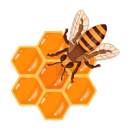 Téléchargez les illustrations : Abeille à miel avec nid d'abeille. Abeille de dessin animé avec miel fondant doux, miel et concept d'apiculture. Petite abeille avec illustration vectorielle plate au miel - en licence libre de droit
