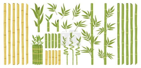 Illustration for Cartoon bamboo. Asian forest plant with branches and leaves, green bamboo sprouts, Chinese or Japanese flora flat vector illustration set. Bamboo plant collection - Royalty Free Image