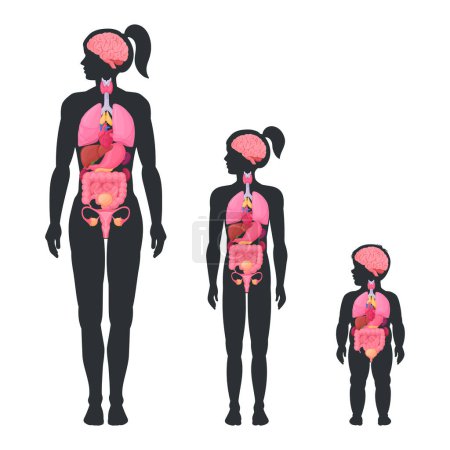 Illustration for Female internal organs scheme. Woman, girl and toddler internal organs anatomy, brain, heart and reproductive system location in body flat vector illustration set. Female body infographic - Royalty Free Image