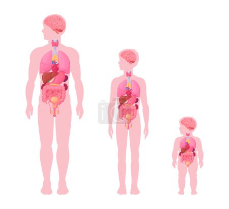 Illustration for Male internal organs infographic. Man, boy and baby toddler internal organs anatomy scheme, heart, brain and reproductive system location in body flat vector illustration set. Male body diagram - Royalty Free Image