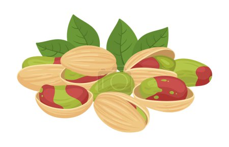 Téléchargez les illustrations : Des pistaches crues. pistaches savoureuses en coquille, végétarien alimentation organique collation plat vecteur illustration. Délicieuses pistaches - en licence libre de droit