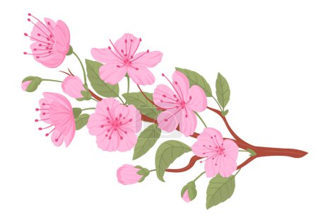 Ilustración de Rama de flores Sakura. Flores y brotes japoneses de color rosa cereza, floreciente sakura árbol ramita plana vector ilustración. Rama de cereza primavera - Imagen libre de derechos