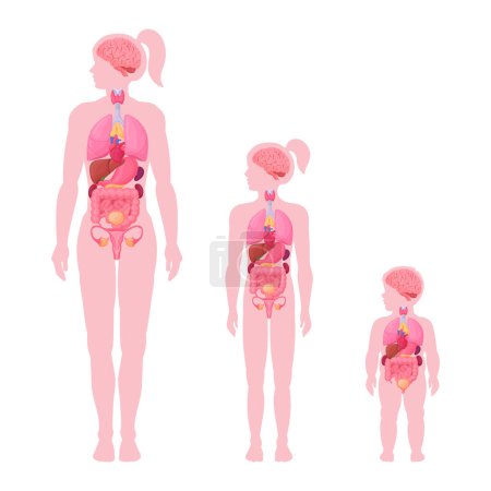 Illustration for Internal organs infographic. Female internal organs anatomy, woman, girl and toddler brain, heart and reproductive system location in body flat vector illustration set. Female body scheme - Royalty Free Image