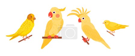 Téléchargez les photos : Oiseaux domestiques exotiques. Ensemble d'illustrations vectorielles plates pour oiseaux décoratifs, canaris, cacatoès et perruches jaunes. Mignons oiseaux domestiques sur blanc - en image libre de droit