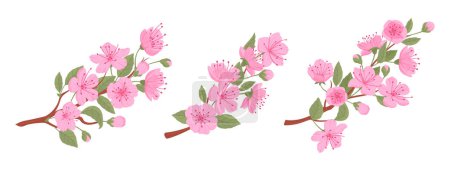 Téléchargez les illustrations : Branche de cerise japonaise printanière. Ensemble d'illustrations vectorielles plates en fleurs de sakura, fleurs roses de sakura et bourgeons. Asiatique floraison branche collection - en licence libre de droit
