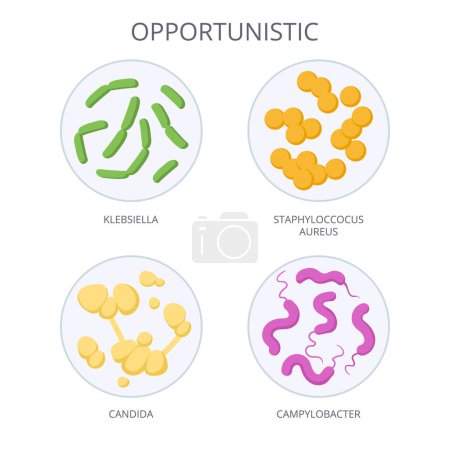 Bacterias oportunistas de dibujos animados. Microorganismo biológico, microbios y bacterias oportunistas, microorganismo flora no patógena ilustración vectorial plana. Microbiota en placas de Petri