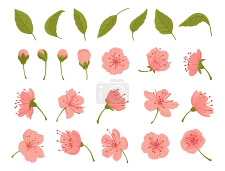 Illustration for Sakura flowers and buds. Cherry spring blossom, blooming flowers and leaves, japanese blooming cherry elements flat vector illustration set. Beautiful blooming sakura - Royalty Free Image