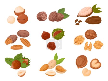 Illustration for Nuts set. Cartoon organic raw almonds, macadamia and walnut, tasty snacks for vegetarian diet flat vector illustration set. Nuts collection on white - Royalty Free Image