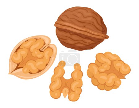Cartoon walnuts. Delicious tasty walnut snack, raw walnuts in shell flat vector illustration. Crunchy walnuts nuts on white