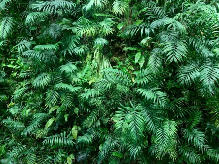 Photo for Green wall. Interior living wall with plants: Chamaedorea elegans, Epipremnum aureum, Dracaena fragrans, Goeppertia makoyana, Asplenium ruta-muraria - Royalty Free Image