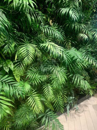 Photo for Green wall. Interior living wall with plants: Chamaedorea elegans, Epipremnum aureum, Dracaena fragrans, Goeppertia makoyana, Asplenium ruta-muraria - Royalty Free Image