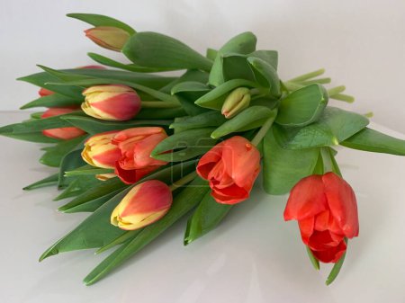 Foto de Fondo floral para tarjeta de felicitación. Ramo de tulipanes rojos sobre fondo blanco - Imagen libre de derechos