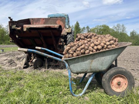 Téléchargez les photos : Panier avec pomme de terre et planteur de pommes de terre. Préparation à la plantation mécanisée de pommes de terre - en image libre de droit