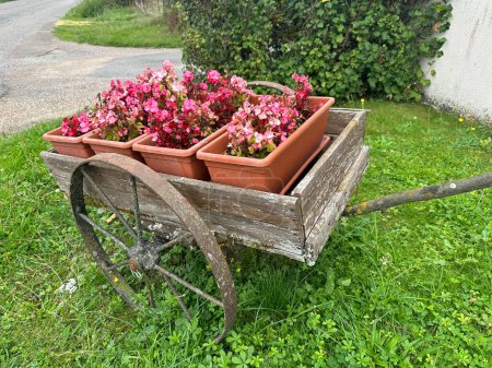 Téléchargez les photos : Chariot de jardin décoratif avec bégonia. France, Bourgogne - en image libre de droit