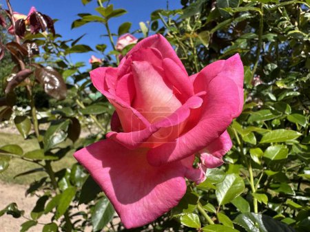 Téléchargez les photos : Rose en gros plan. La Roseraie des villages de France - en image libre de droit