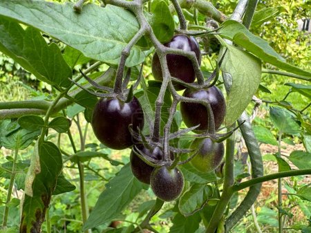 Foto de Primer plano de tomate índigo. "Tomate Cerise Indigo". Variedad cóctel de tomate color púrpura oscuro - Imagen libre de derechos