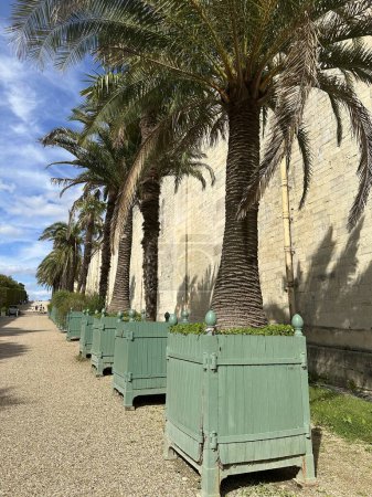 Téléchargez les photos : Versailles, France, 12 août 2023 : Parc de Versailles. Un grand palmier, Phoenix canariensis dans les traditionnels jardinières Versailles en bois - en image libre de droit
