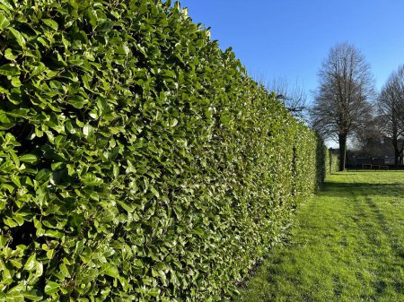 Photo for Green hedge Cherry Laurel. Cherry Laurel is ideal as a privacy screen or to reduce noise and wind. It is adaptability and striking appearance make Cherry Laurel one of the most popular types of Laurel - Royalty Free Image