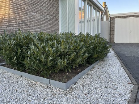 Front yard landscaping. Paved front garden. Floor design with terrace tiles and ornamental gravel. Triangular flower bed with evergreen plant Prunus laurocerasus. Netherlands
