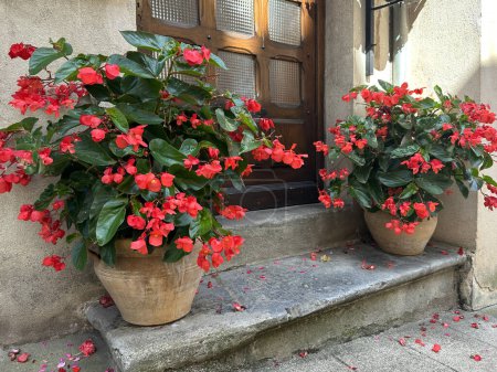 Téléchargez les photos : Begonia cucullata. Floraison bégonia rouge dans des pots en céramique sur le seuil de pierre. France, Bourgogne, Autun - en image libre de droit