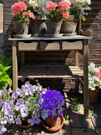 Foto de Mesa de plantar de madera con petunia floreciente colorido. Entrada a una casa en Holanda. Muro de ladrillo en el fondo - Imagen libre de derechos