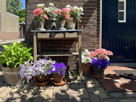 Foto de Mesa de plantar de madera con petunia floreciente colorido. Casa de entrada en los Países Bajos. Muro de ladrillo en el fondo - Imagen libre de derechos