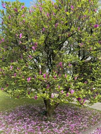 Magnolia. Różowa magnolia w ogrodzie przed domem. Terborg. Niderlandy
