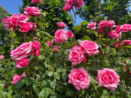 (Floribunda) The Queen Elizabeth Queen of England. Large clear pink, double blooms. Tall, hardy, makes an excellent hedge. The Volksgarten park with Rose Garden. Vienna, Austria, May 13, 2024