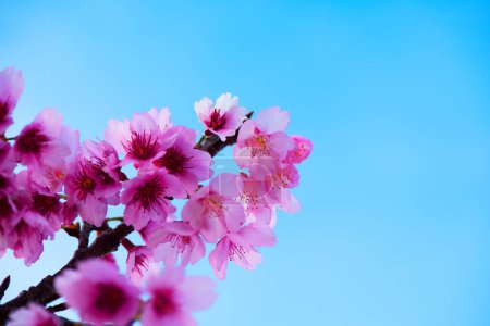 Téléchargez les photos : Cerisiers en pleine floraison. Gros plan d'un cerisier en fleurs contre un ciel bleu clair. coutume traditionnelle japonaise de l'observation des fleurs. Cultures japonaises. - en image libre de droit