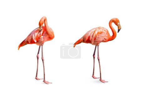 Collection, flamingo (Phoenicopterus ruber) Heart shape, neck curl and standing posture isolated on white background, this has cut paths.