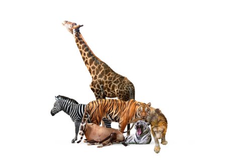 Téléchargez les photos : Animaux sauvages du zoo sur White Web Banner. Composite d'un grand groupe d'animaux de zoo sur une bannière horizontale blanche ou une couverture de médias sociaux. - en image libre de droit