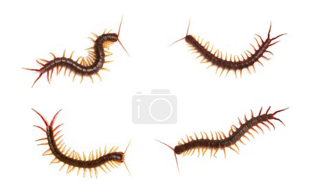 Téléchargez les photos : Collection, centipede (Scolopendra sp.) Giant centipede isolated on white background. The top view of a living centipede, high resolution images shot in a studio room. - en image libre de droit