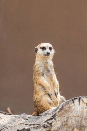 Photo for Meerkat sat on an old wood and was staring at something. Portrait of Meerkat Suricata suricatta, African native animal, small carnivore belonging to the mongoose family. - Royalty Free Image