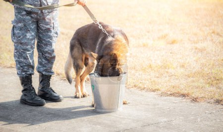 Soldaten der K-9-Einheit demonstrieren, um den Feind anzugreifen, den grünen Rasen. Lernen Sie die menschliche Sprache. Hunde können Befehlen gut folgen. Deutscher Schäferhund-Stand.