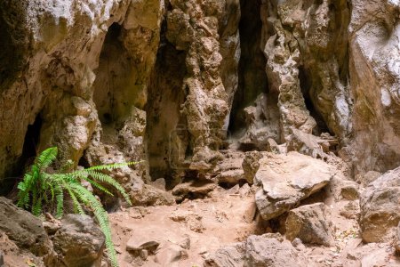 Foto de Patrones de rocas dentro de la cueva y helechos creciendo allí. - Imagen libre de derechos