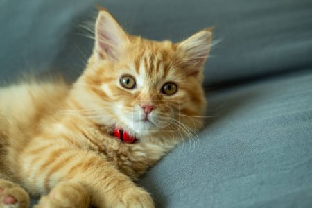 Photo for Cute orange kitten doing various poses - Royalty Free Image