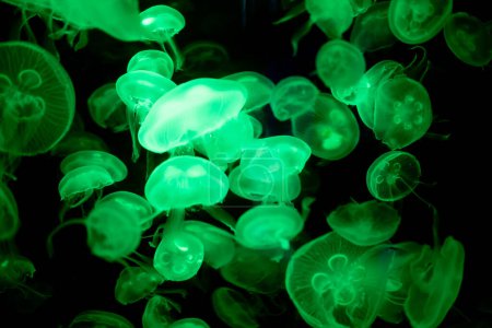 medusas que brillan verdes sobre un fondo negro
