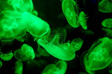 jellyfish glowing green on a black background